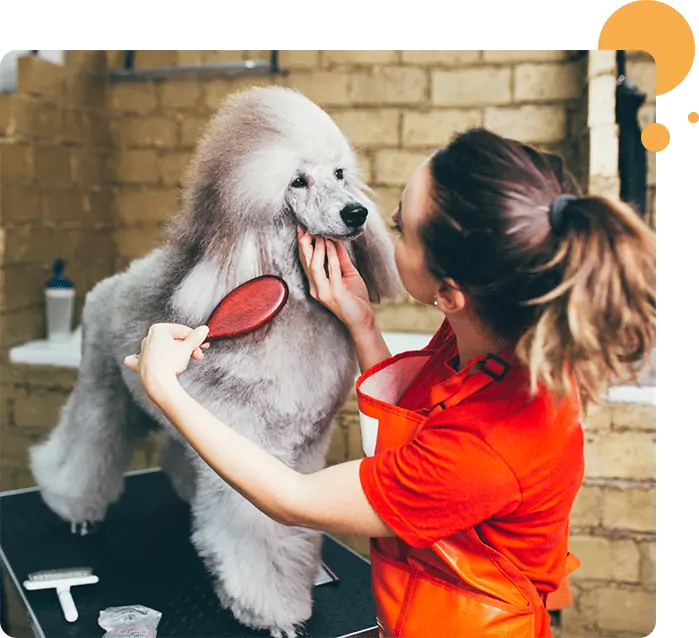 Mobile Dog Grooming van