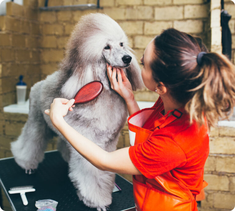 Mobile dog grooming in Laguna Beach