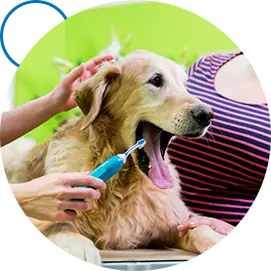 Happy groomed dog
