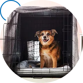 Happy groomed dog