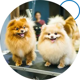 Happy groomed dog