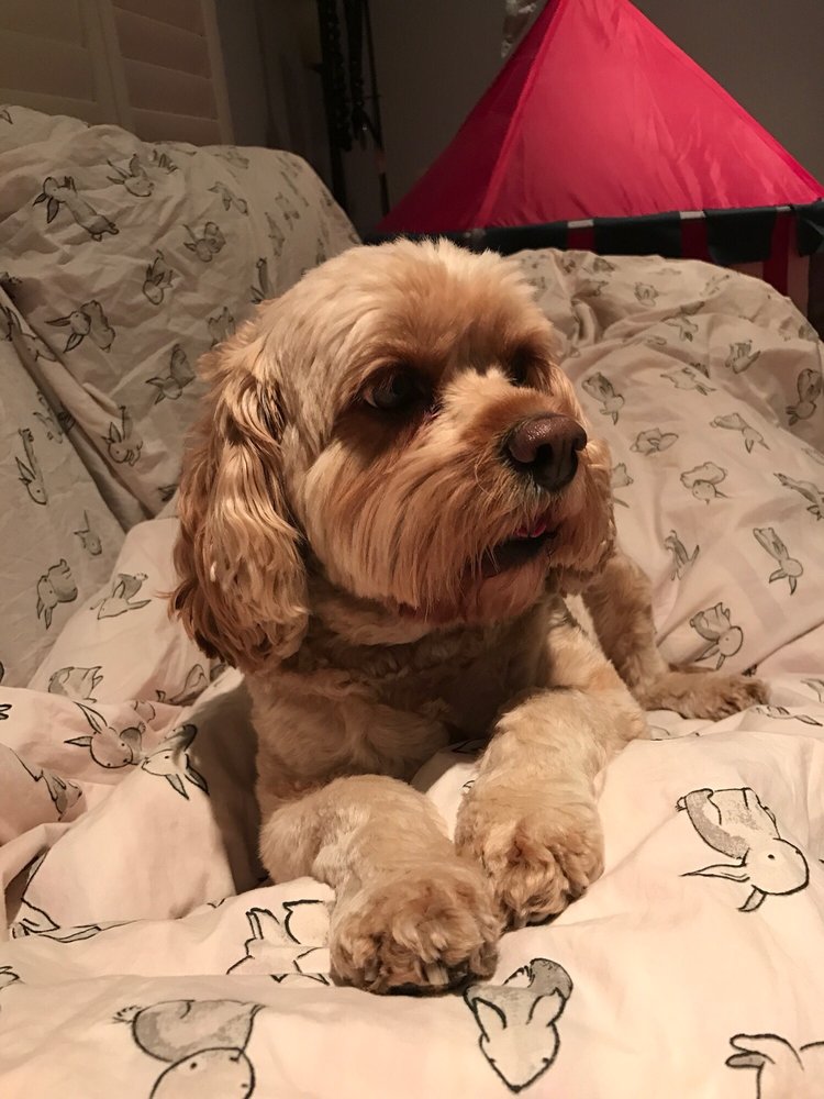 Dog Grooming