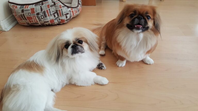 Dog Grooming