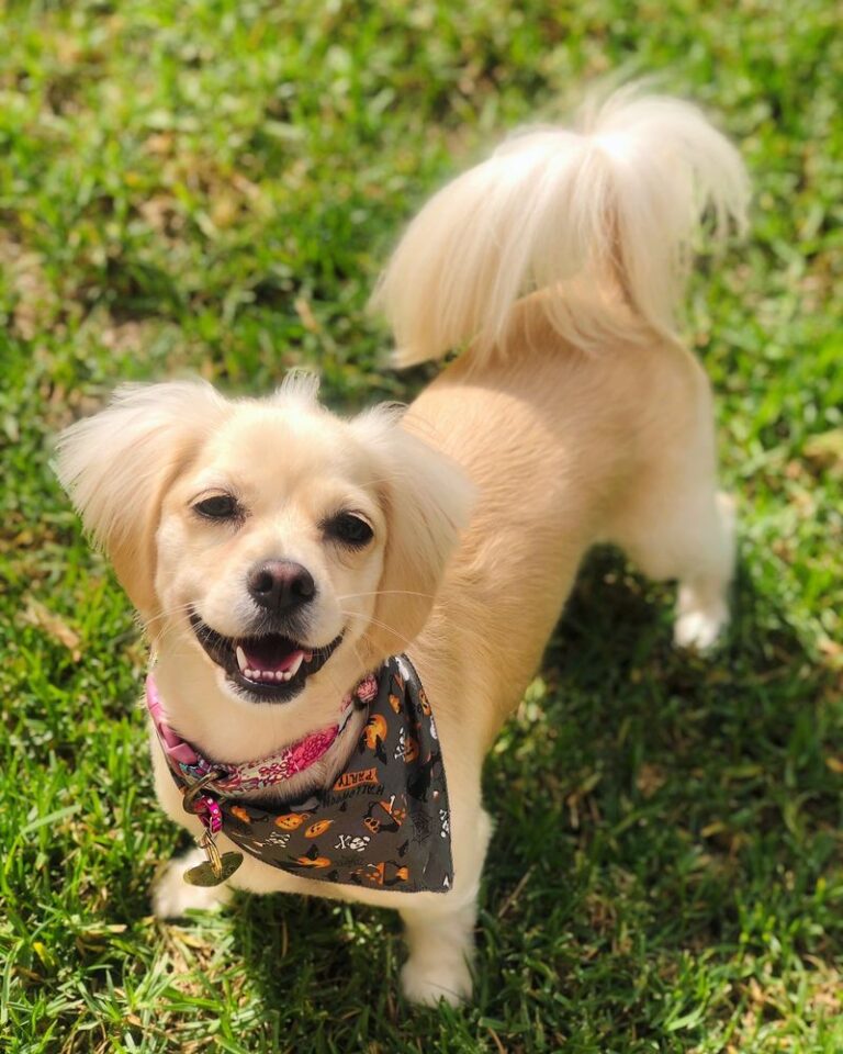 Dog Grooming