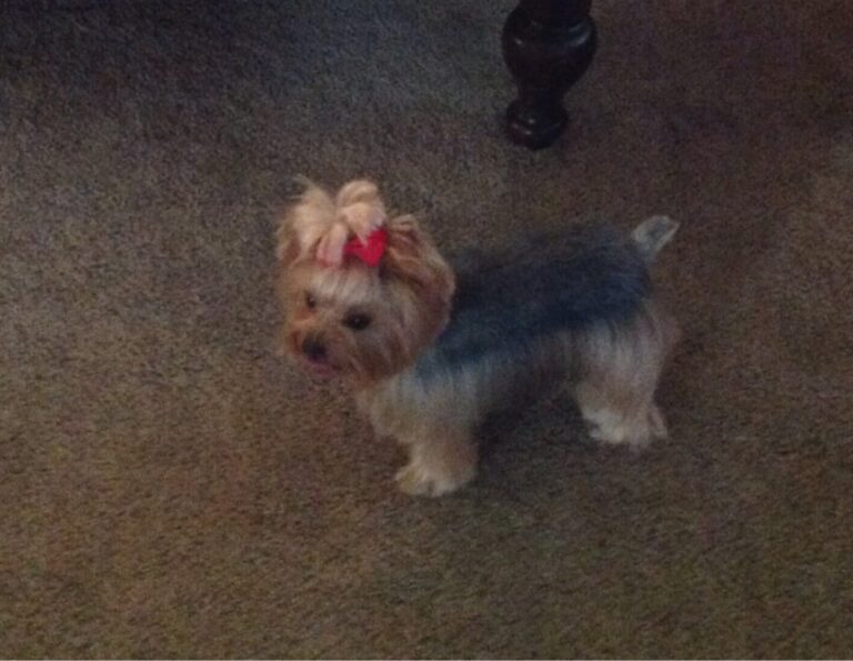 Professional Pet Grooming OC