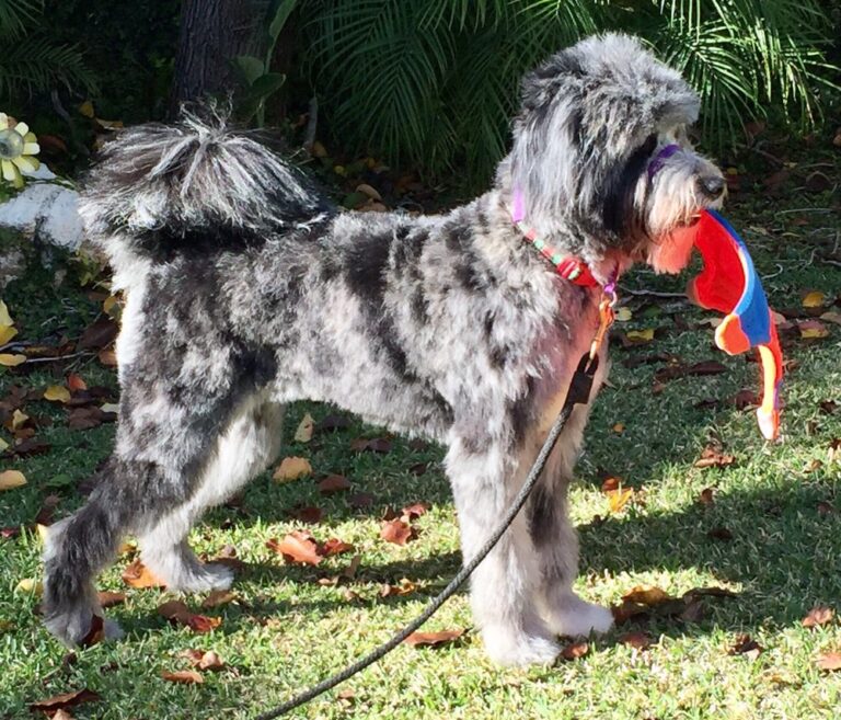 Dog Grooming