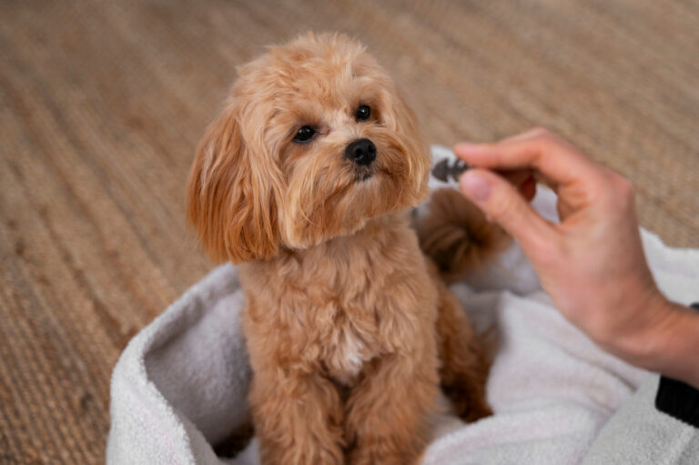 flea cure for dogs