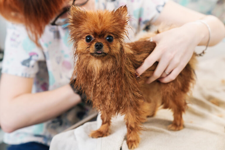 mobile dog grooming