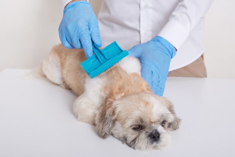 dog tick flea treatment