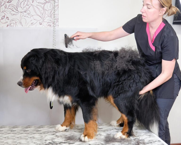 full dog grooming session