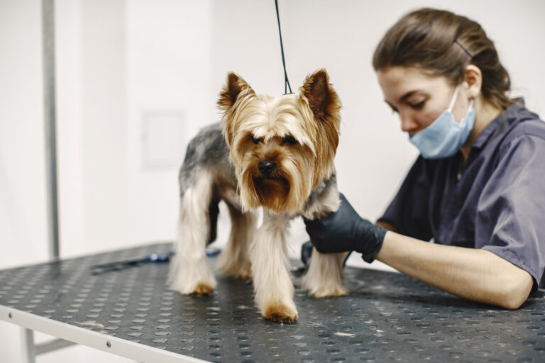 dog grooming