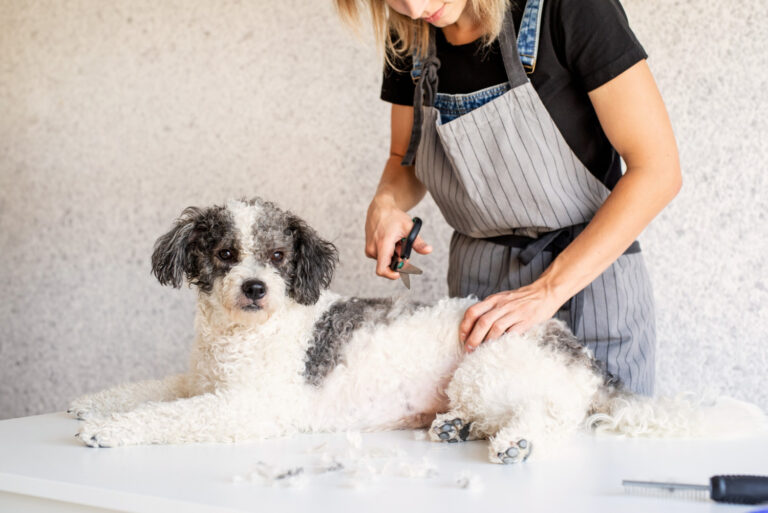 mobile dog grooming