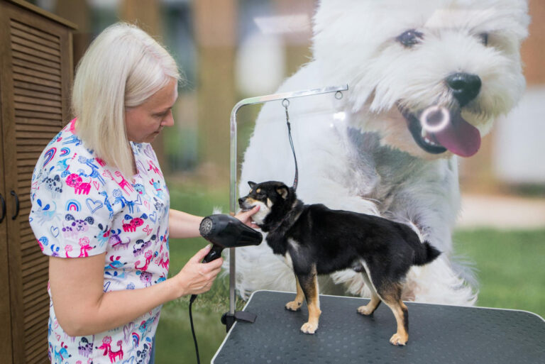 Best mobile dog grooming in Laguna Beach