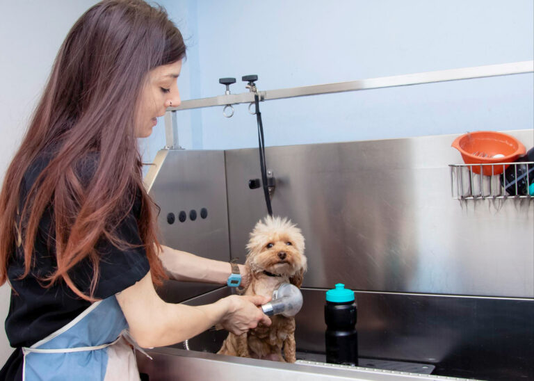 Where can I find mobile dog grooming in Lake Forest