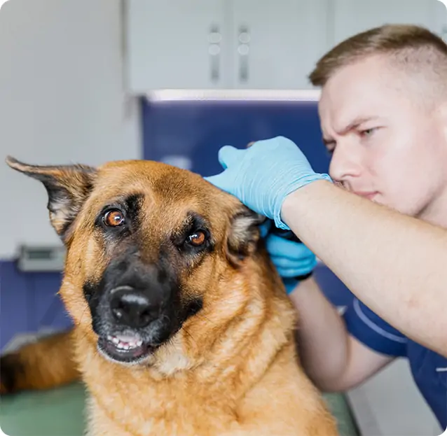 flea cure for dogs