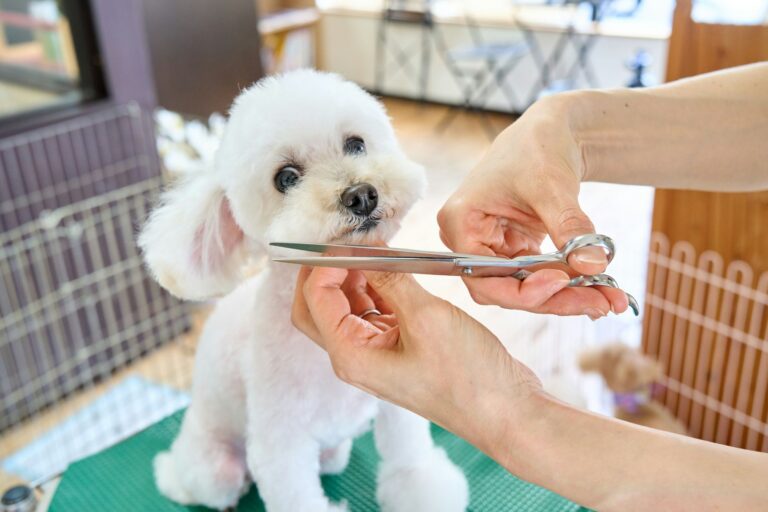 dog grooming service